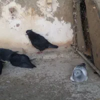 فروش ۱۶تا کبوتر
