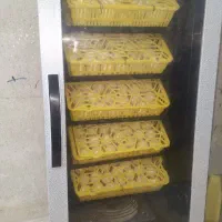 دستگاه جوجه کشی اجاره جهت باز کردن تخم پرنده شما