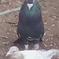 شصت عدد کفتر