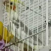 عروس نر سخنگو..قناری سرخ نر بخون..سهره نر