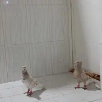 کفتر جفتگاه قفس جفتگاه|پرنده|مشهد, هدایت|دیوار