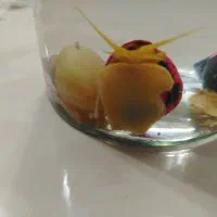 سه عدد حلزون آبی تزیینی