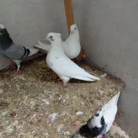 ماکت کفتر|مجسمه، تندیس، ماکت|ایلام, |دیوار