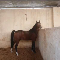 کره نریون۳سال