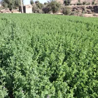 یونجه تازه درجه یک از بهترین نوع یونجه