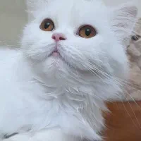 ده ماهه ، ماده