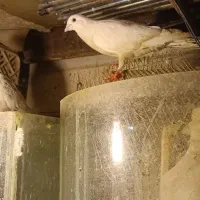 گفتر|پرنده|تهران, سبلان (لشگر)|دیوار