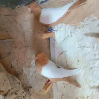 کبوتر|پرنده|گل تپه, |دیوار