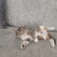 واگذاری گربه|گربه|خرمآباد (تنکابن), |دیوار