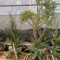 فروش گل یکجا به صورت توافقی|گل و گیاه طبیعی|اسلامشهر, باغ فیض|دیوار