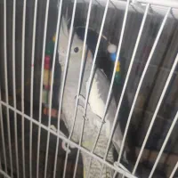 یک جفت عروس هلندی نر و ماده|پرنده|مشهد, دانش|دیوار