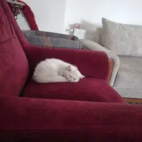 گربه بیریتیش ۳ ماهه|گربه|تهران, شهرک شریعتی|دیوار