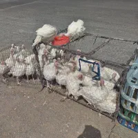 جوجه بوقلمون 45 روزه