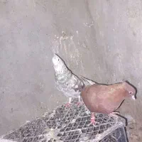 یه جفت دم سفید کار درست