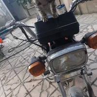 گربه|گربه|سهند, |دیوار