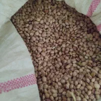 لوبیا چیتی