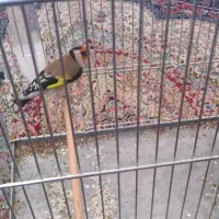 جوجه سهره دهن لر