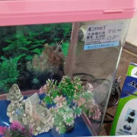 آکواریوم رومیزی کمری اصل