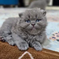 بریتیش اسکاتیش