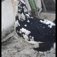 تخم نطفه دار گلین گیل لری|حیوانات مزرعه|کرج, شعبان‌آباد|دیوار