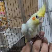 عروس هلندی