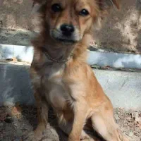 پاپی نژاد دار|سگ|نجف‌آباد, شیخ بهایی|دیوار