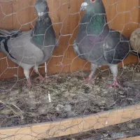 دوتا کفتر خوب پلاکی فروشی|پرنده|نهاوند, |دیوار