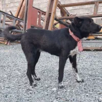 سگ نگهبان ۲رگه قهدریجانی