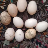 تخم مرغ لاری اصیل نطفه دار
