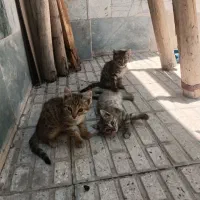 سلام ۴ تا بچه گربه ویک مادر گربه