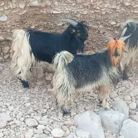 بیگ تخمی فروشی