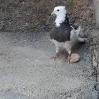 کبوتر طوقی|پرنده|دشت ذهاب, |دیوار