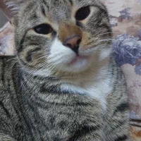 گمشده|حیوانات|بجنورد, |دیوار