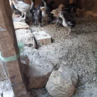 جوجه رسمی