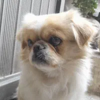 سگ پاکوتاه گمشده|حیوانات|مراغه, |دیوار