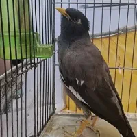 مرغ مینا سخنگو