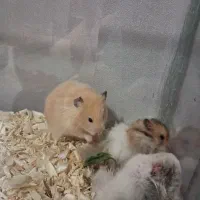 همستر|موش و خرگوش|سبزوار, جوادیه شرقی|دیوار