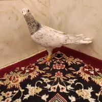 کبودهف رنک نرمست