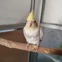 عروس هلندی جوجه