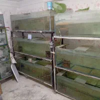 اکواریوم سالنی