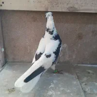 کبوتر شاپر
