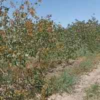 هرس درخت پسته|خدمات باغبانی و درختکاری|سبزوار, قصبه شرقی|دیوار