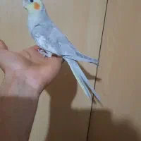 جوجه طوطی عروس|پرنده|سنگر, |دیوار