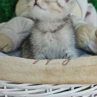 پرشیت مو بلند گرید A+|گربه|ایلام, |دیوار