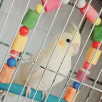 عروس هلندی فروشی