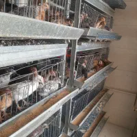 جوجه مرغ بومی محلی گلپایگانی اصلاح نژاد تخم گذار