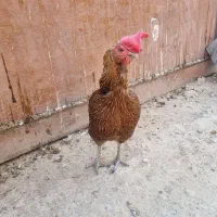 مرغ و خروس محلی اصیل|حیوانات مزرعه|لامرد, |دیوار