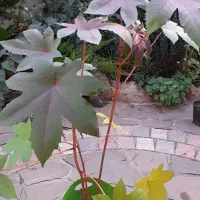 گلها وگیاهان فضای باز