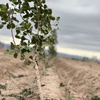 باغ پسته و زمین کشاورزی مرغوب|فروش دفتر صنعتی، کشاورزی، تجاری|مشهد, الهیه|دیوار