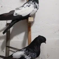 سه جفت جوجه سینه سیاه چهار پره و دو نره